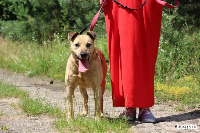 Stateczny starszy psiak szuka domu