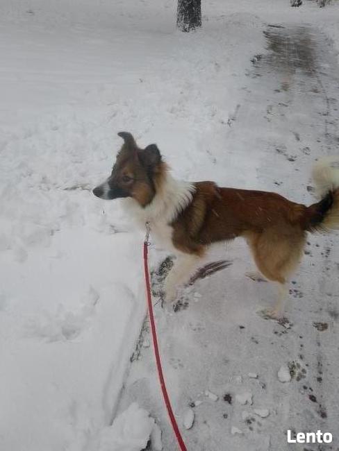 Oddam pieska mieszaniec owczarka szkockiego z kundelkiem