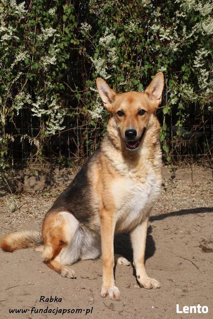 Rabka - owczarkowata, wesoła suczka