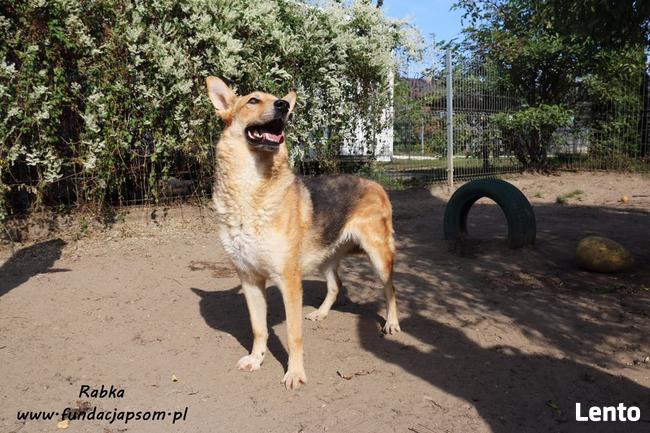 Rabka - owczarkowata, wesoła suczka