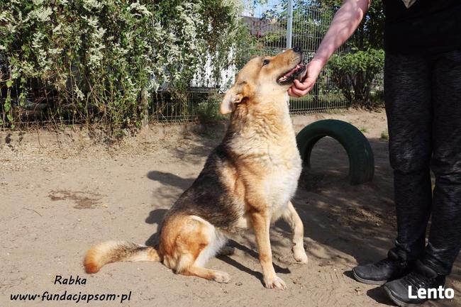 Rabka - owczarkowata, wesoła suczka