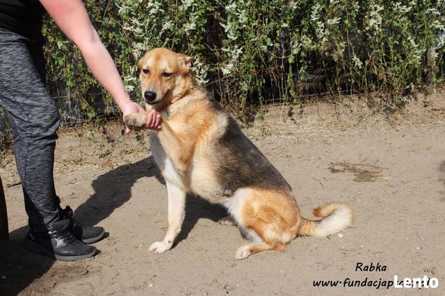 Rabka - owczarkowata, wesoła suczka
