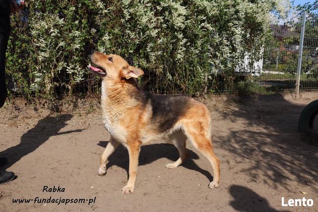 Rabka - owczarkowata, wesoła suczka