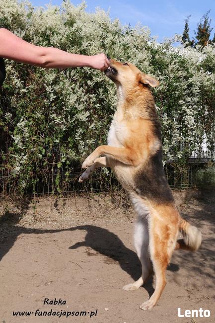 Rabka - owczarkowata, wesoła suczka