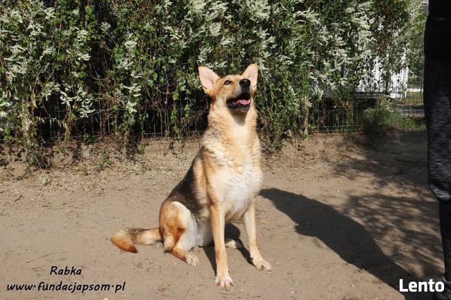 Rabka - owczarkowata, wesoła suczka
