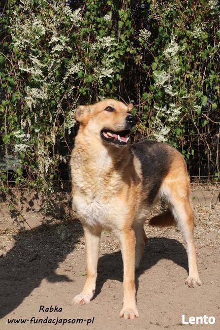 Rabka - owczarkowata, wesoła suczka