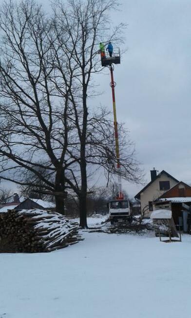 Wycinka, pielęgnacja drzew, zwyżka - podnośnik