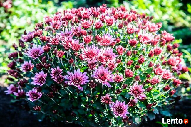 2025 piękne dużechryzantemy atrakcyjna cena producent