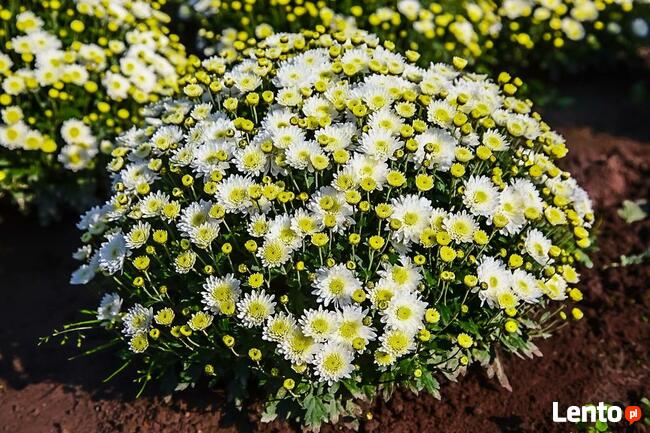 2025 piękne dużechryzantemy atrakcyjna cena producent