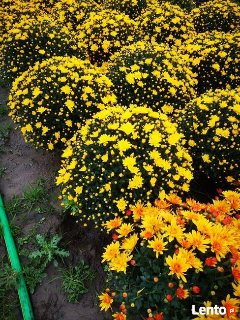 2025 piękne dużechryzantemy atrakcyjna cena producent