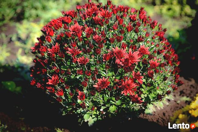 2025 piękne dużechryzantemy atrakcyjna cena producent