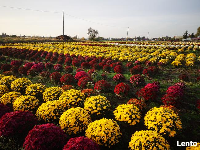 2025 piękne dużechryzantemy atrakcyjna cena producent