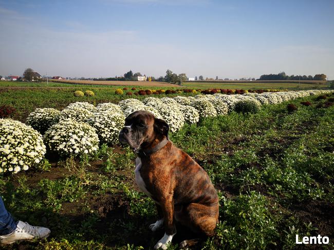 2025 piękne dużechryzantemy atrakcyjna cena producent
