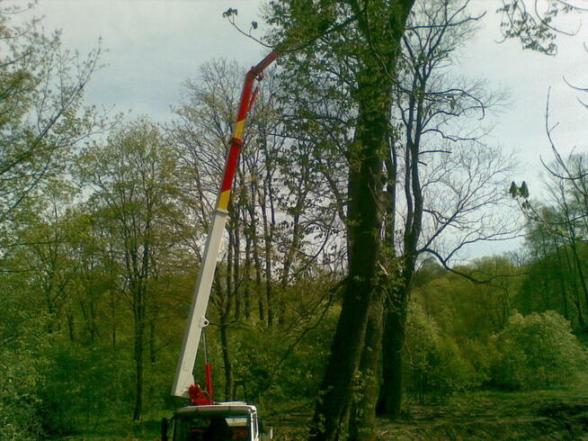 Wycinka, pielęgnacja drzew, zwyżka - podnośnik