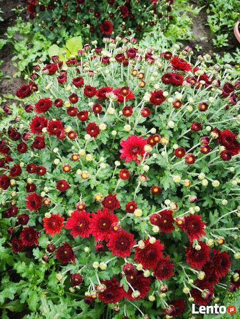 2025 piękne dużechryzantemy atrakcyjna cena producent