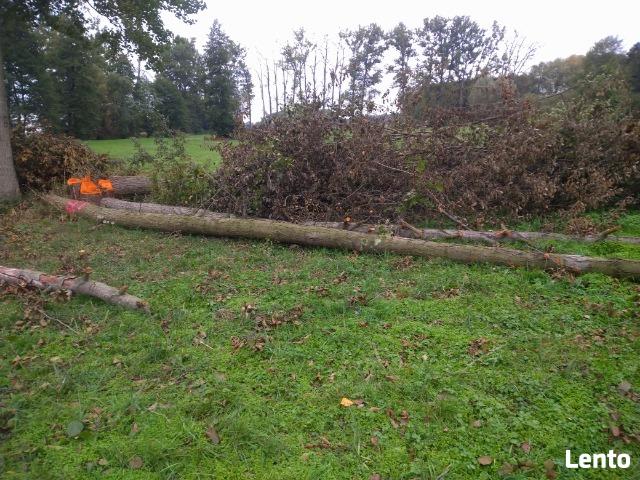 Wycinka drzew, krzewów, frezowanie pniaków