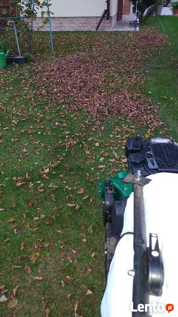 Odkurzacz do liści i trawnika usługa lub wypożyczenie