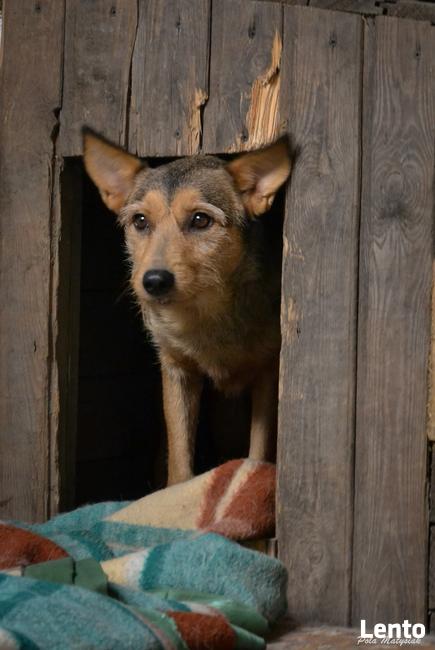 Dasza młoda sunia, szuka pilnie domku!