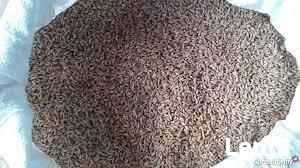 Pszenżyto jare Dublet-ekologiczne.Sprzedaż jedynie wysyłkowa