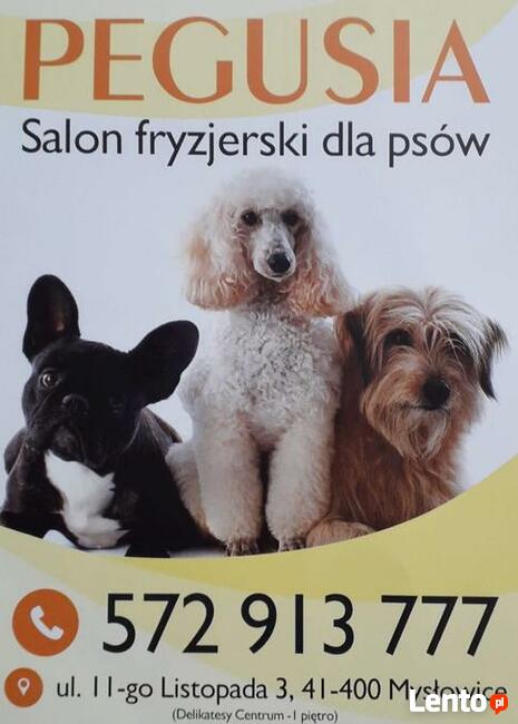Psi Fryzjer Myslowice Hotele Dla Zwierzat I Psow Oraz Szkolenia Psow I Tresury Psow W Myslowicach