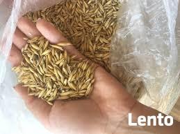 Owies Bingo ekologiczny. Sprzedaż jedynie wysyłkowa!!!