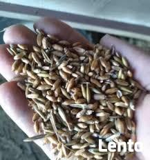 Pszenżyto jare Dublet-ekologiczne.Sprzedaż jedynie wysyłkowa