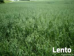 Owies Bingo ekologiczny. Sprzedaż jedynie wysyłkowa!!!