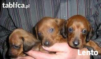 jamniki n miniaturki