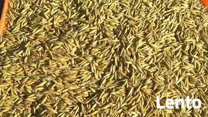 Owies Bingo ekologiczny. Sprzedaż jedynie wysyłkowa!!!