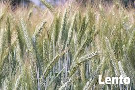 Pszenżyto jare Dublet-ekologiczne.Sprzedaż jedynie wysyłkowa