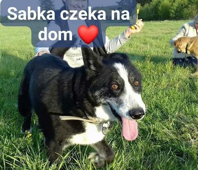 Saba, cudowny piesek rodzinny szuka domu.