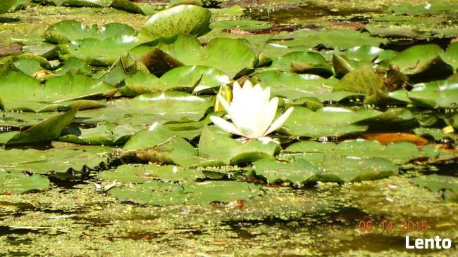 Wynajmę mieszkanie do zdalnej pracy (komputer, urządzenie wi