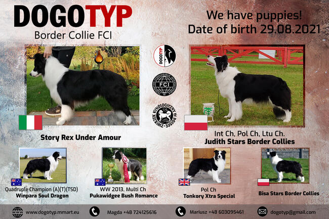 Szczenięta Szczeniaki Border Collie - ZKwP FCI