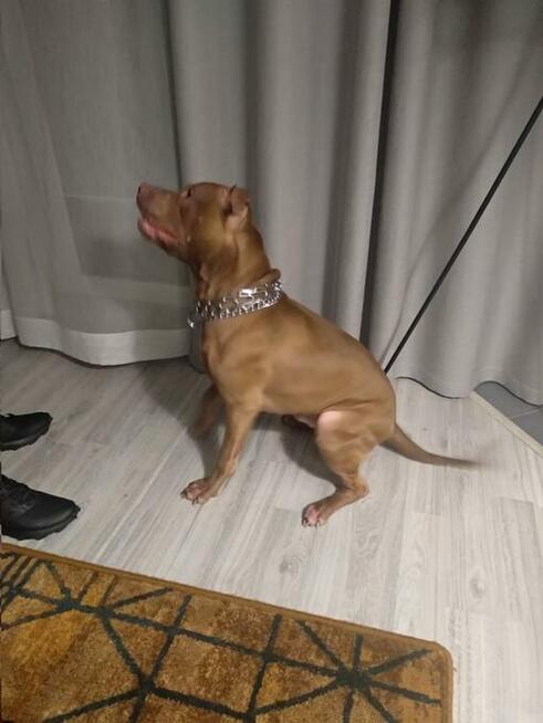 Oddam w dobre ręce pięknego American Pit Bul-a z rodowodem