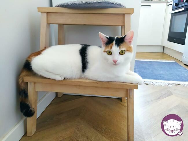 Liczi - nieśmiała, przepięknie umaszczona koteczka