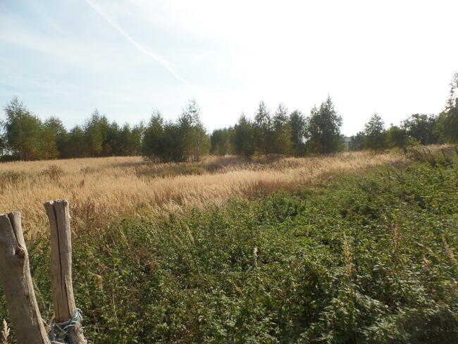 Do sprzedaży duża działka z małym domkiem