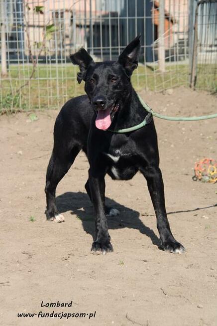 Lombard - czarny, sympatyczny pies