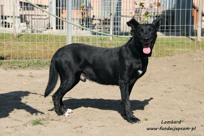 Lombard - czarny, sympatyczny pies