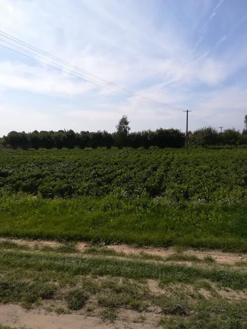 Działka budowlana Nowogród