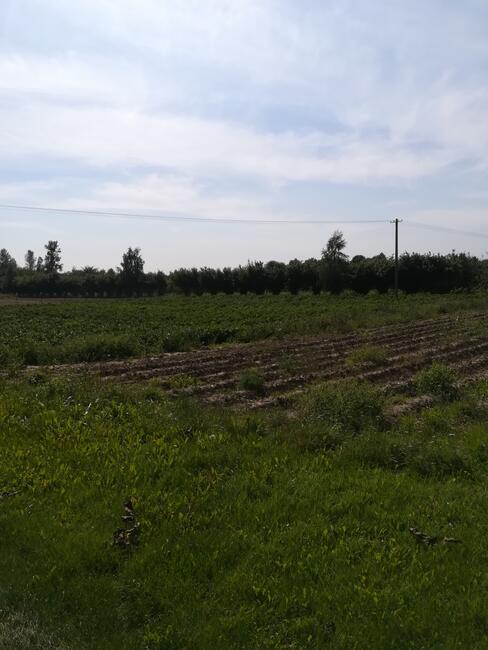 Działka budowlana Nowogród