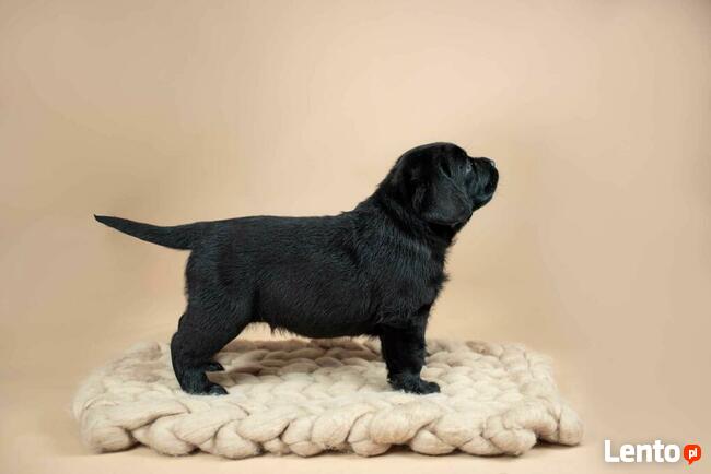 Piękne szczeniaki Labrador Retriever CZARNE ZKwP FCI