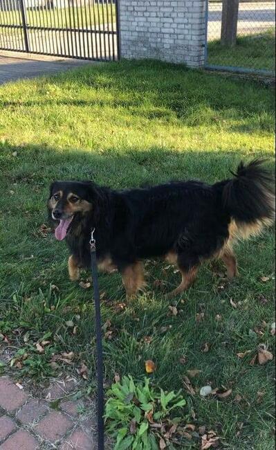 RONI cudowny psiak uwielbiajacy spacery szuka domku