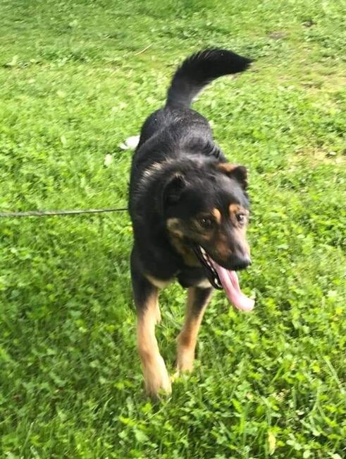 BARRY młody wesoły psiak marzy o domku gdzie zazna szczęścia