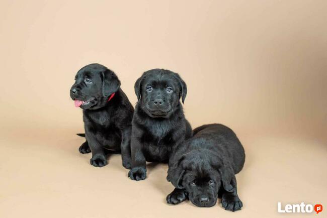 Piękne szczeniaki Labrador Retriever CZARNE ZKwP FCI