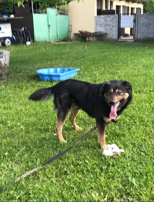 BARRY młody wesoły psiak marzy o domku gdzie zazna szczęścia