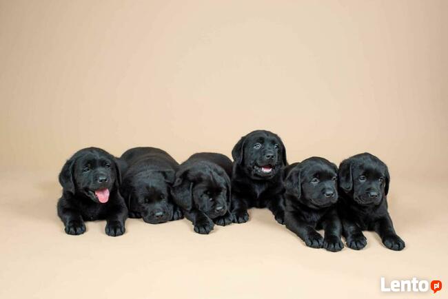Piękne szczeniaki Labrador Retriever CZARNE ZKwP FCI