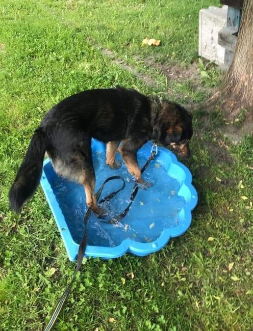 Cudowny energiczny psiak czeka na wymarzony domek