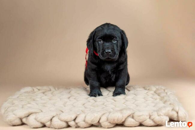 Piękne szczeniaki Labrador Retriever CZARNE ZKwP FCI