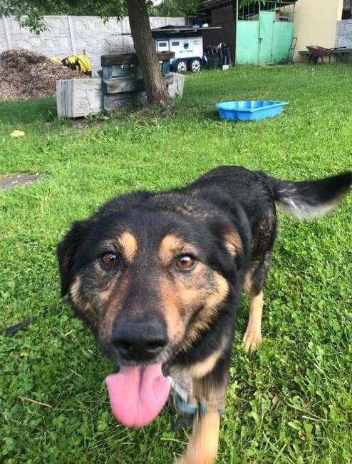 Cudowny energiczny psiak czeka na wymarzony domek