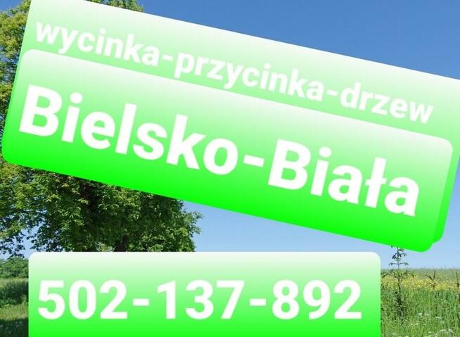 Wycinka-przycinka-drzew
